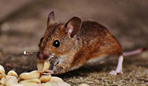 24 Hour & Emergency Exterminators in Tarzana, CA